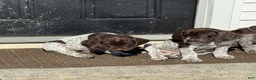 German Shorthaired Pointer dogs for sale: German Shorthaired Pointer Puppy 2 - Ad 11