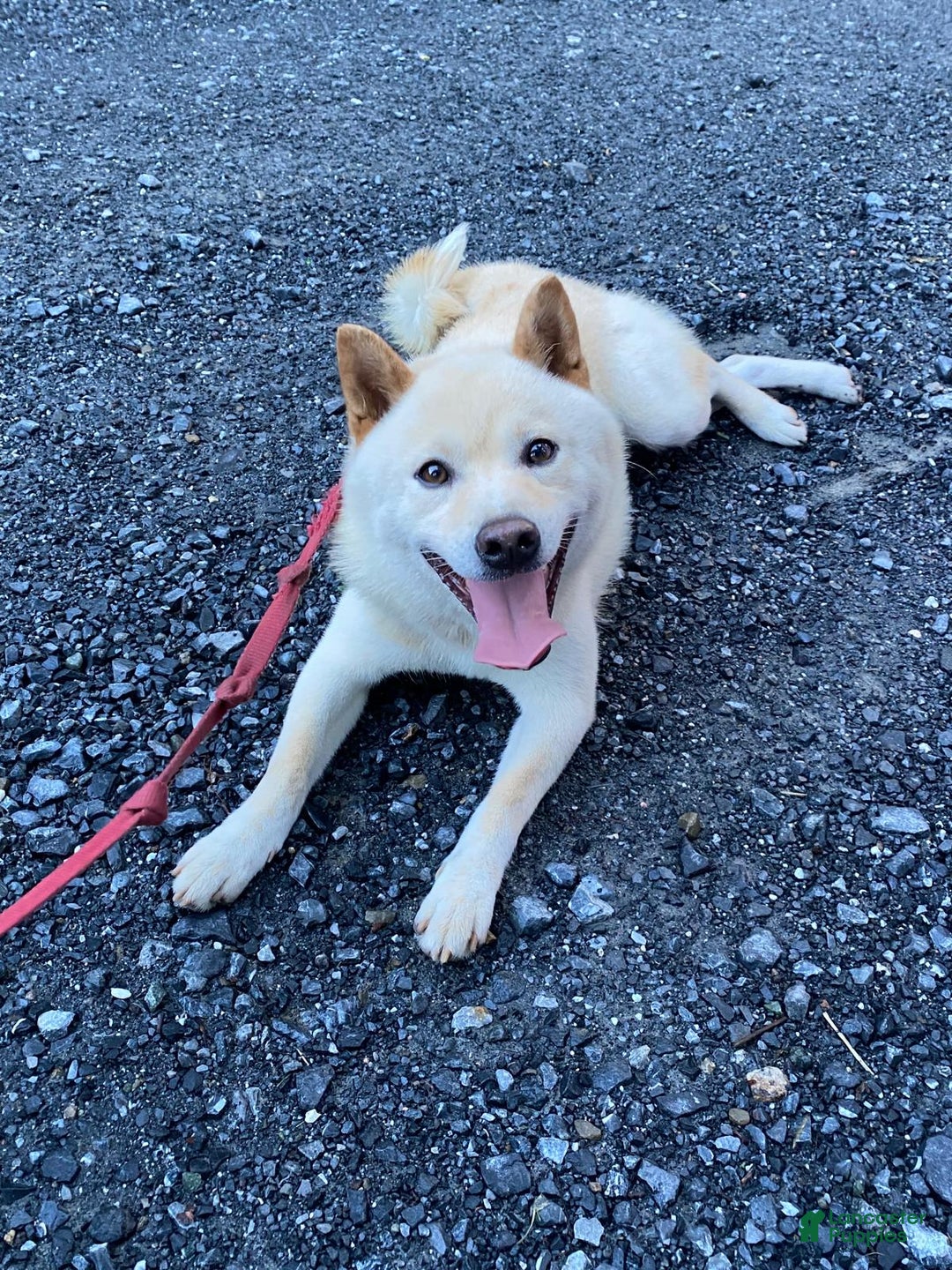 Shiba Inu dogs for sale: Tallie - Ad 7