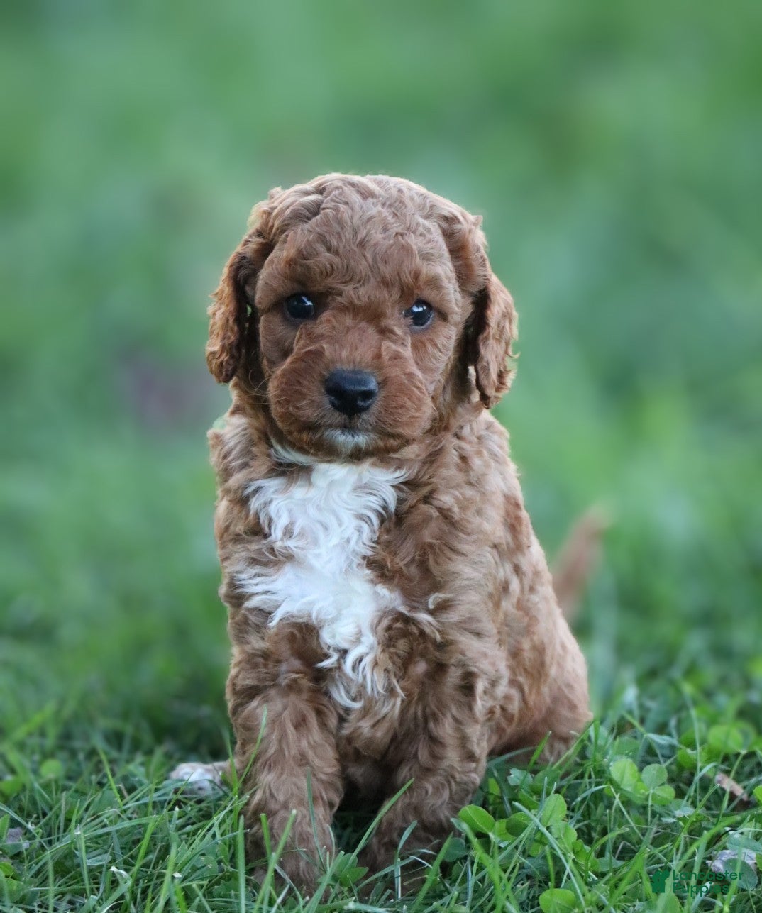 Miniature Labradoodle dogs Chester - Ad 1