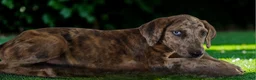 Catahoula Leopard Dog dogs for sale: Tigger 2026 Female 3 - Ad 12