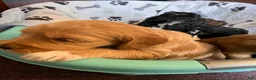 Labradoodle dogs for sale: Fresca - Ad 7