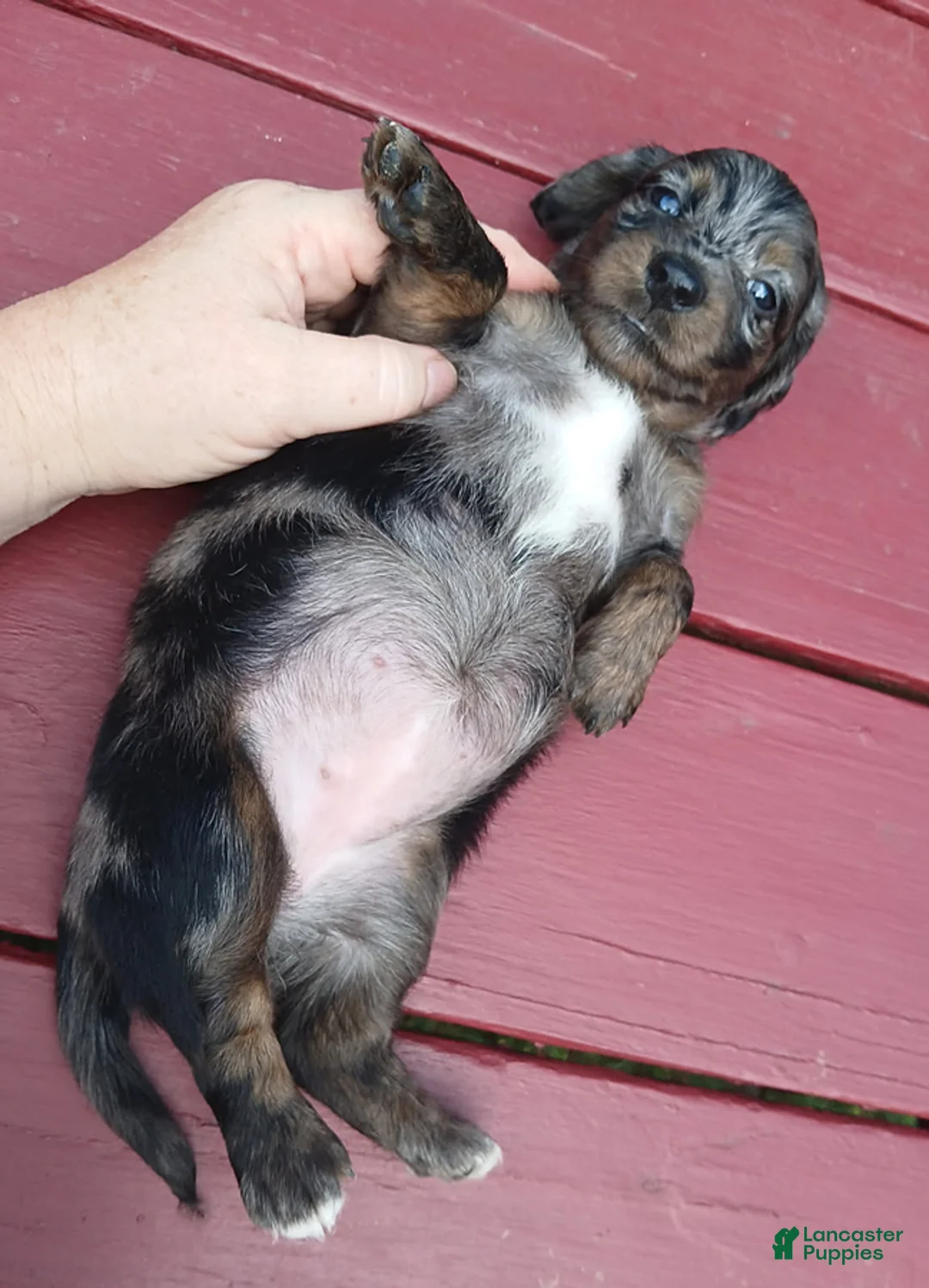 Miniature Dachshund dogs for sale: Kayla - Ad 3