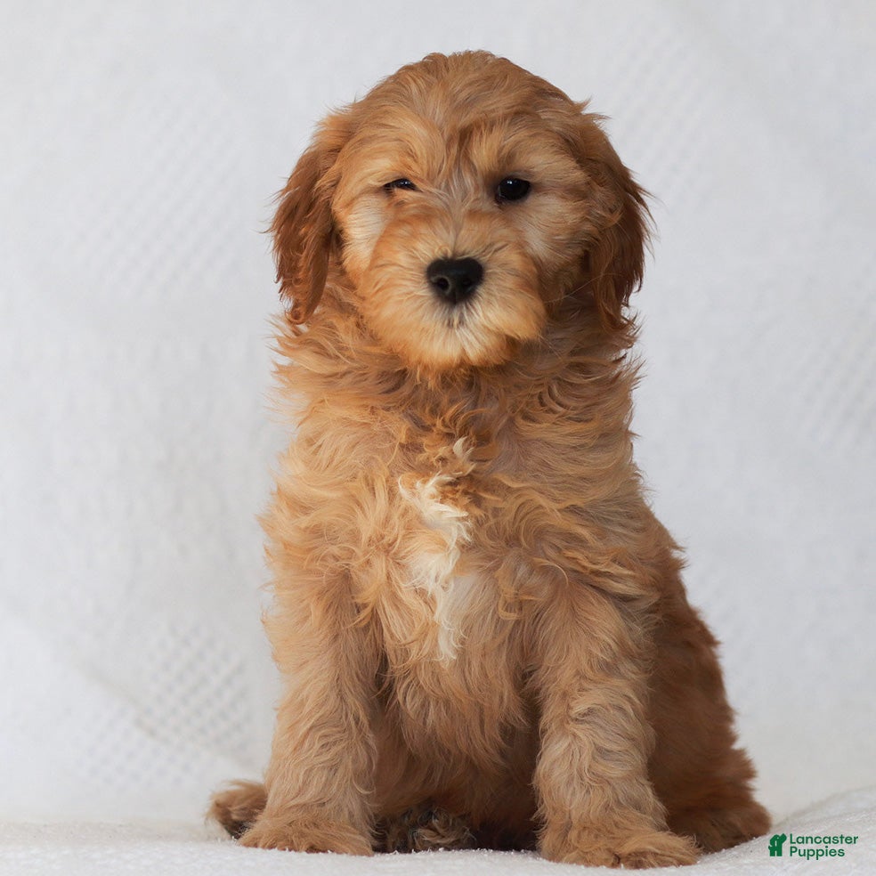 Goldendoodle dogs Levi - Ad 39