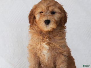 Goldendoodle dogs Levi - Ad 39