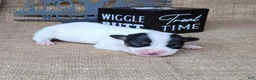 Jack Russell Terrier dogs for sale: RICOCHET Delivery available  - Ad 2