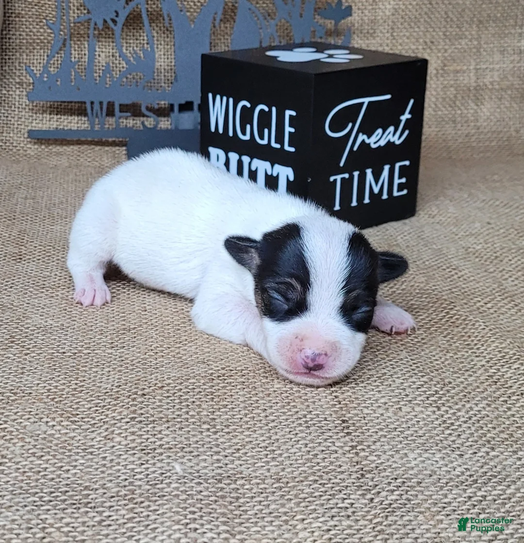 Jack Russell Terrier dogs for sale: RICOCHET Delivery available  - Ad 2