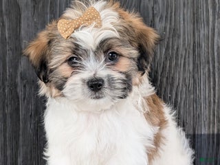 Teddy Bear dogs Toby - Ad 20