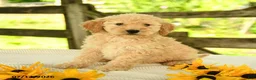 Mini Goldendoodle dogs for sale: Trina - Ad 9