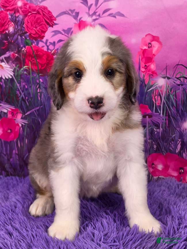 Mini Bernedoodle dogs Snorkel - Ad 1