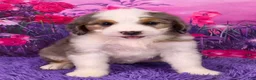 Mini Bernedoodle dogs for sale: Snorkel - Ad 1