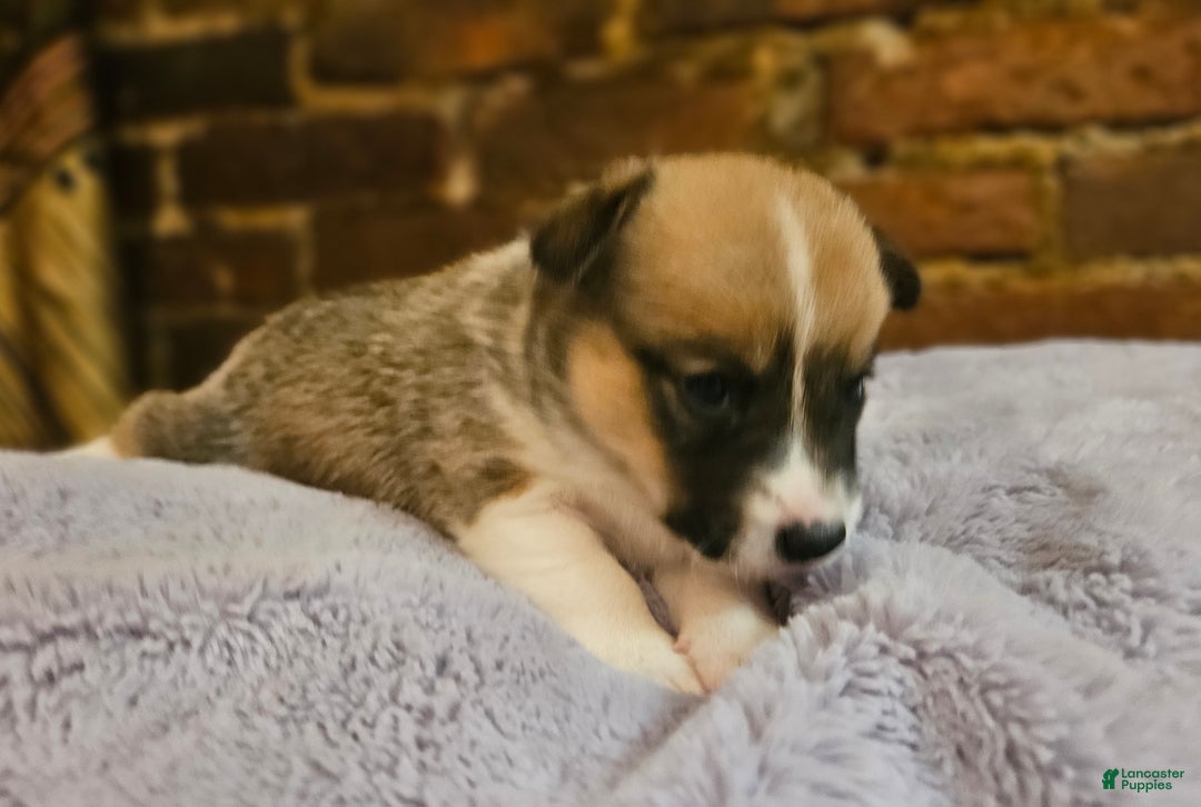 Mixed Breed dogs for sale: Paloma - Ad 2