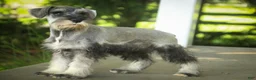 Miniature Schnauzer dogs for sale: Quest Miniature Schnauzer  - Ad 4