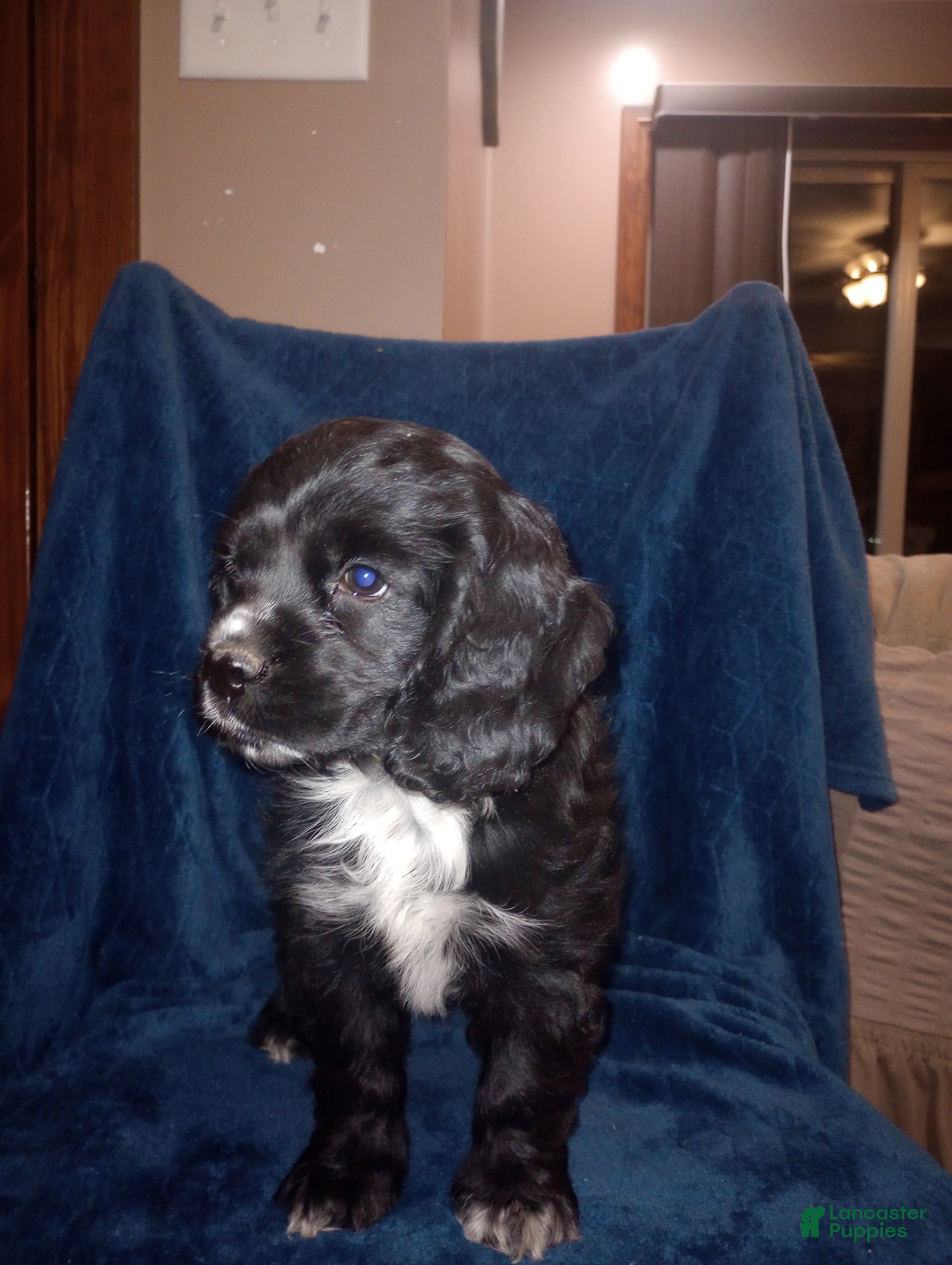 Cocker Spaniel dogs Bear - Ad 2