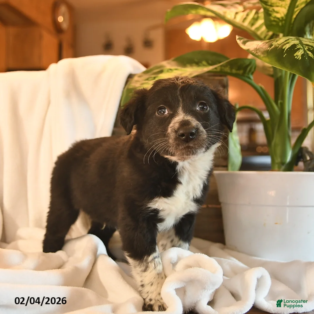 Mixed Breed dogs for sale: Nacho  - Ad 3