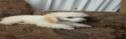 Miniature Poodle dogs for sale: Birch - Ad 5