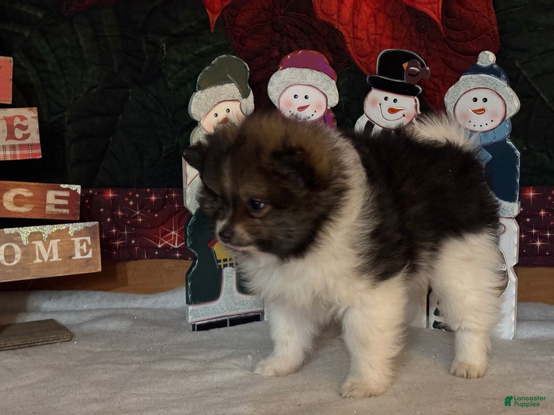 Pomeranian dogs for sale: Jasper - Ad 3