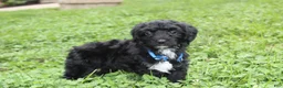 Yorkiepoo dogs for sale: Ranger  - Ad 16