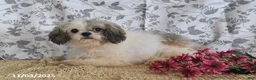Shih Tzu dogs for sale: Jet - Ad 6