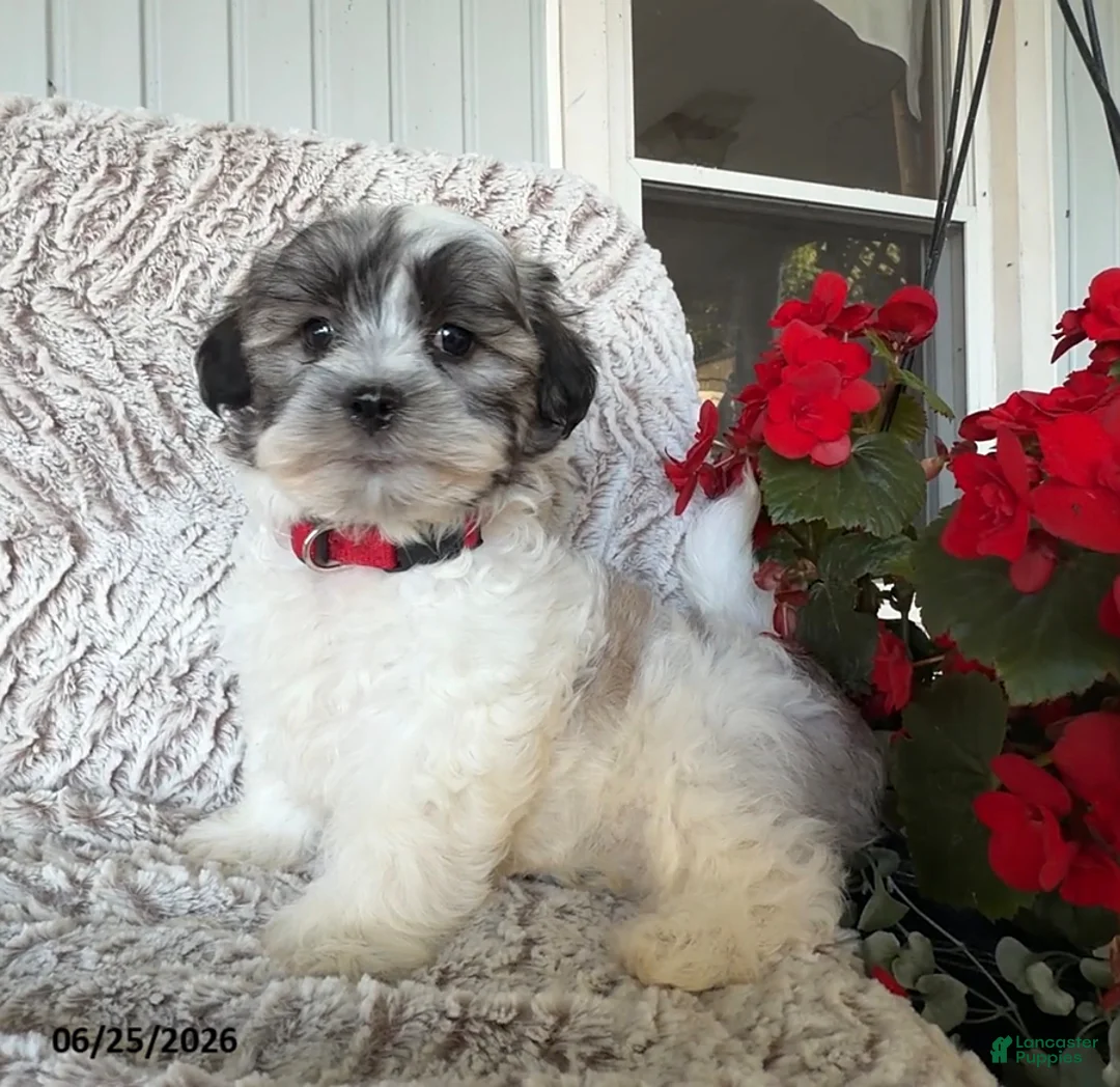 Teddy Bear dogs for sale: Oscar - Ad 3