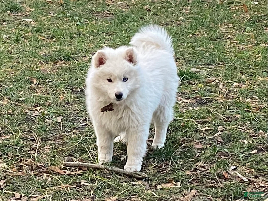 Pomsky dogs for sale: Marty - Ad 11