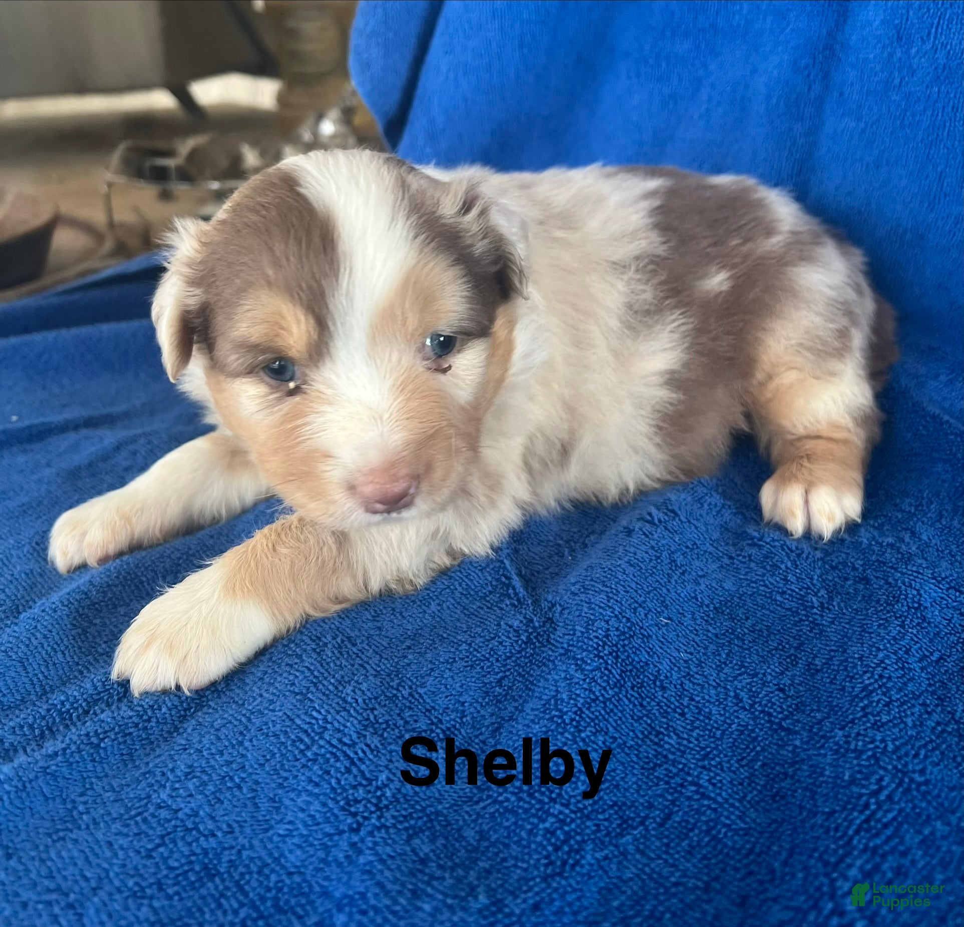 Australian Shepherd dogs for sale: Shelby - Ad 1