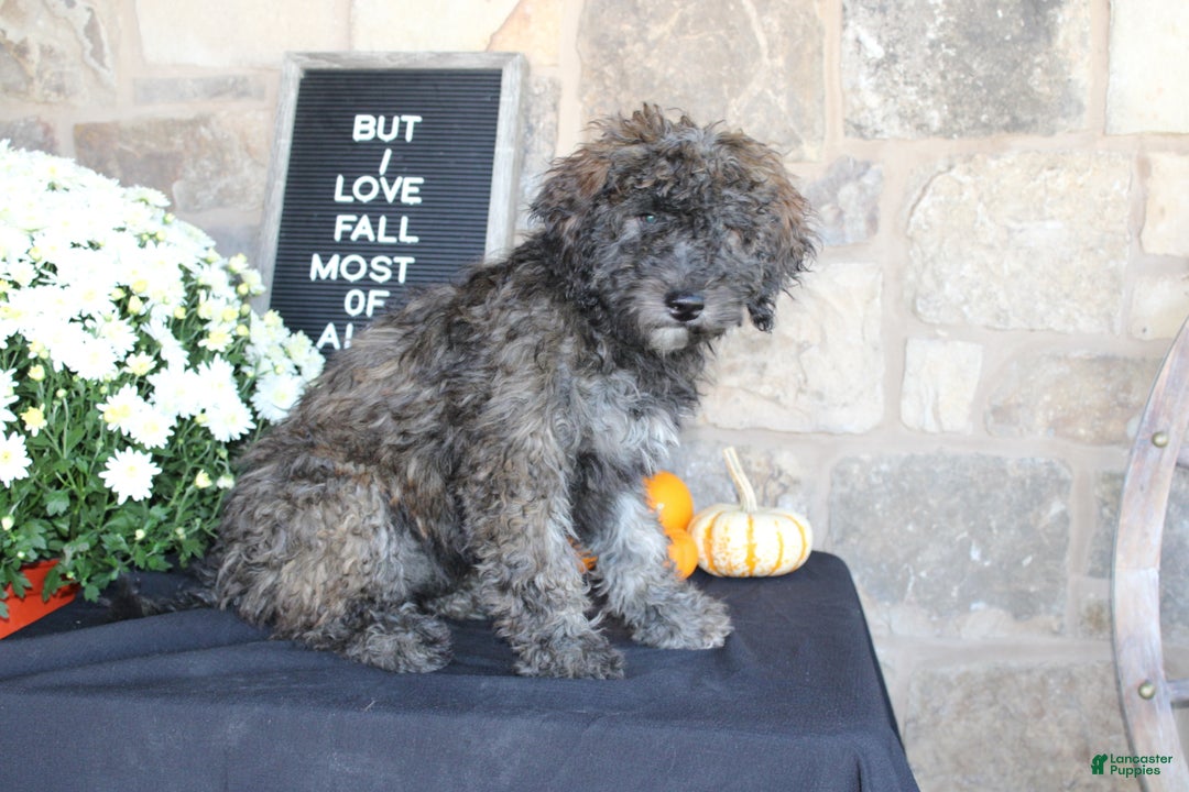 Mixed Breed dogs for sale: Sundae - Ad 2