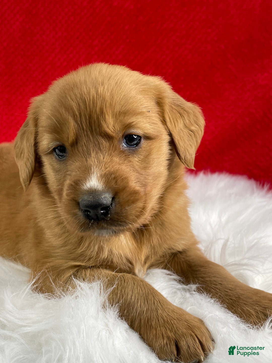 Golden Retriever dogs for sale: Eve - Ad 5