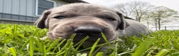 Great Dane dogs for sale: Scripple - Ad 4