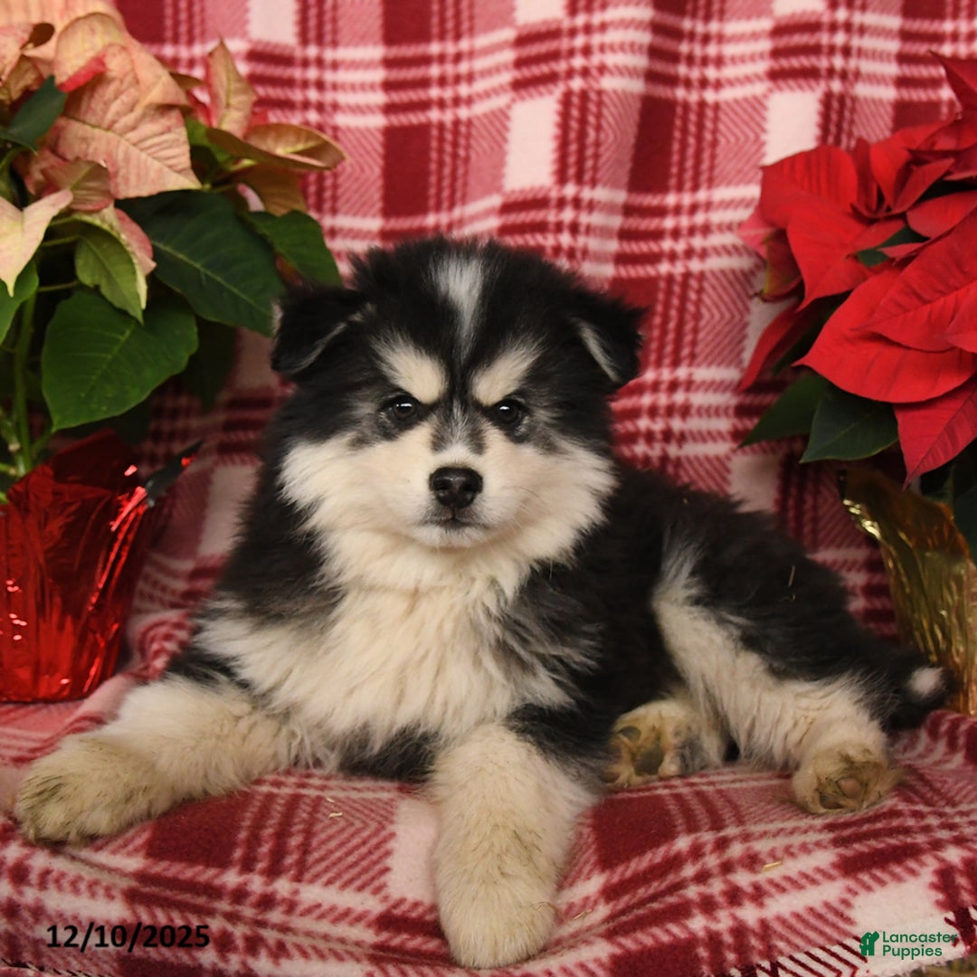 Pomsky dogs for sale: Blizzard - Ad 1
