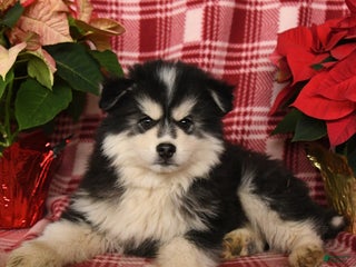 Pomsky dogs Blizzard - Ad 40