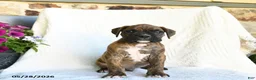 Boxer dogs for sale: Ronny - Ad 4