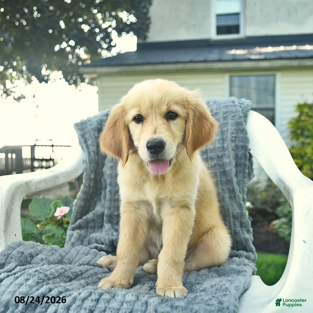 Golden Retriever dogs for sale: Alice  - Ad 3
