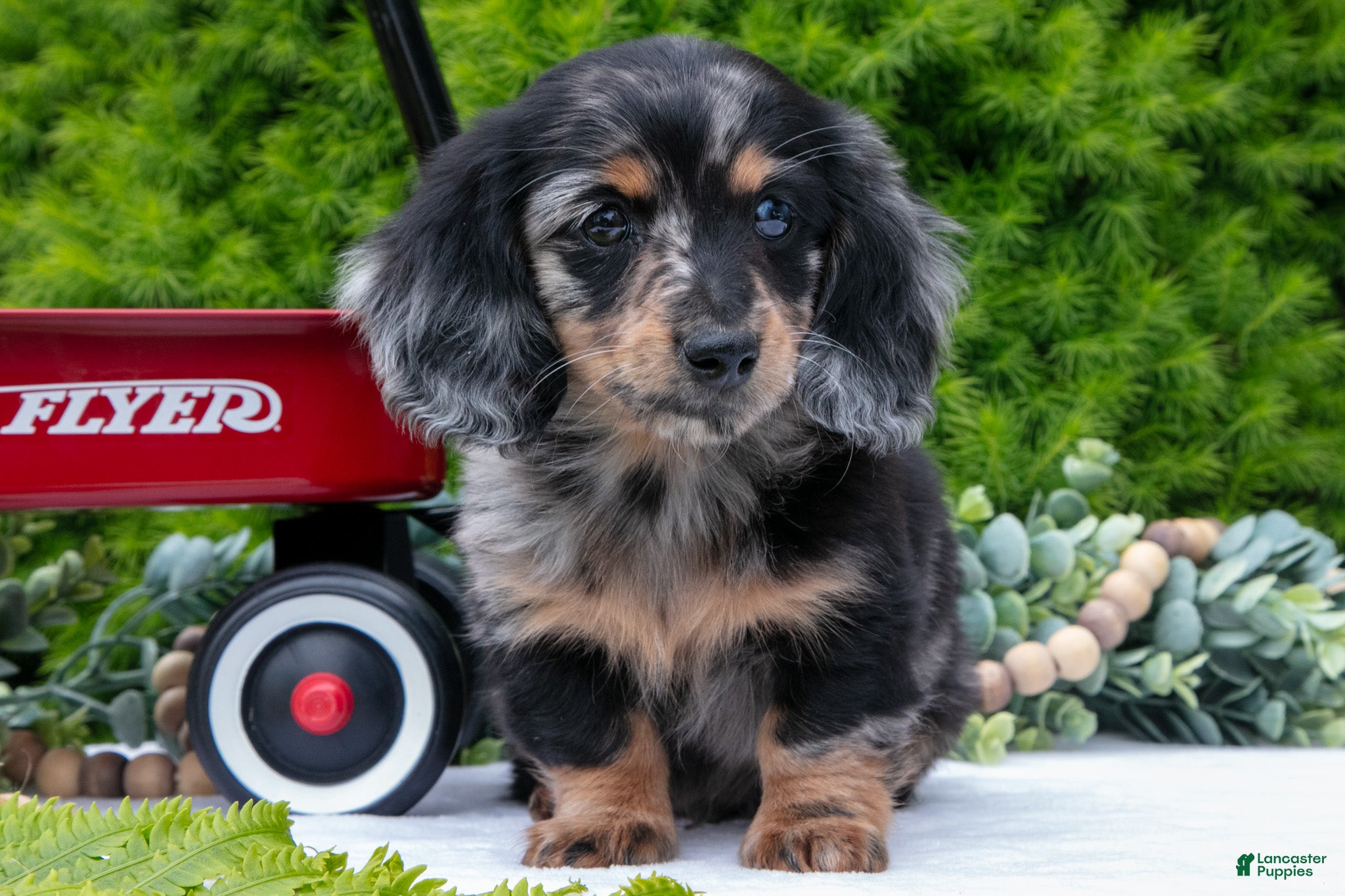Miniature Dachshund dogs John - Ad 2