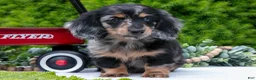 Miniature Dachshund dogs for sale: John - Ad 2