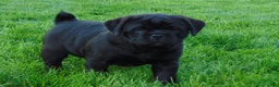 Mixed Breed dogs for sale: Roxy  - Ad 4