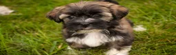 Havanese dogs for sale: Blitz Havanese  - Ad 13
