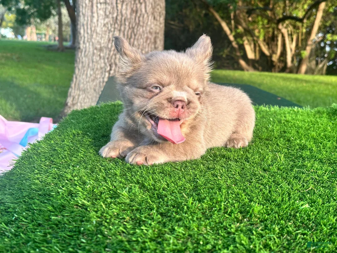 French Bulldog dogs for sale: Richie - Ad 16