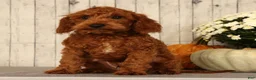 Miniature Poodle dogs for sale: Jake - Ad 3