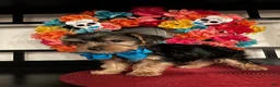 Morkie dogs for sale: YorkiePuppy 1 - Ad 4