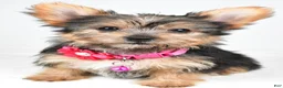 Yorkshire Terrier dogs for sale: Peggy - Ad 9