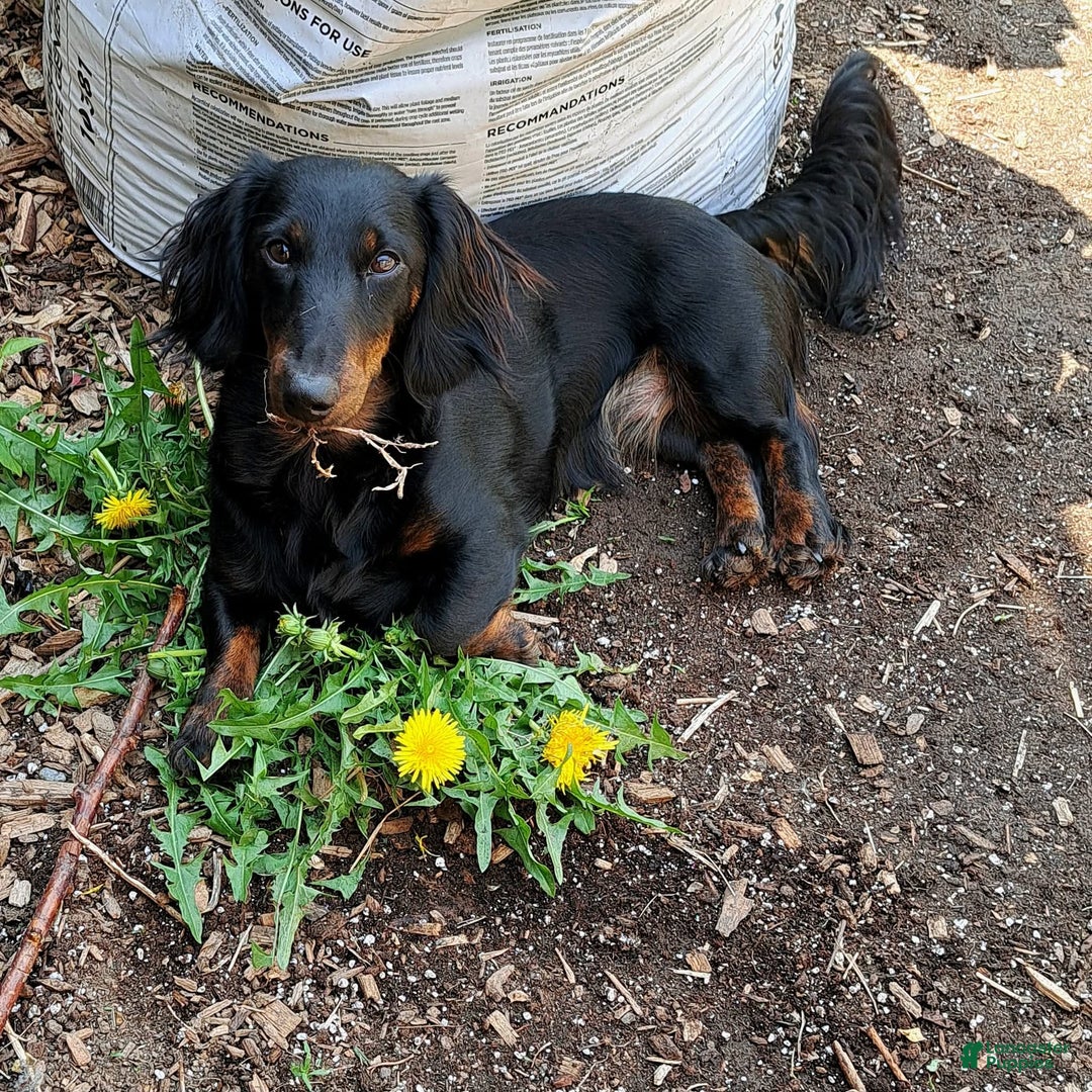 Miniature Dachshund dogs for sale: Bagel - Ad 14