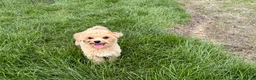 Maltipoo dogs for sale: Tiny - Ad 9
