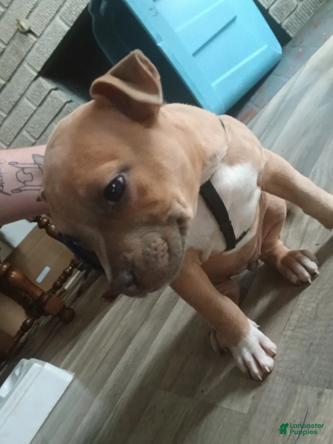 American Pit Bull Terrier dogs for sale: American Pit Bull Terrier Puppy 1 - Ad 2