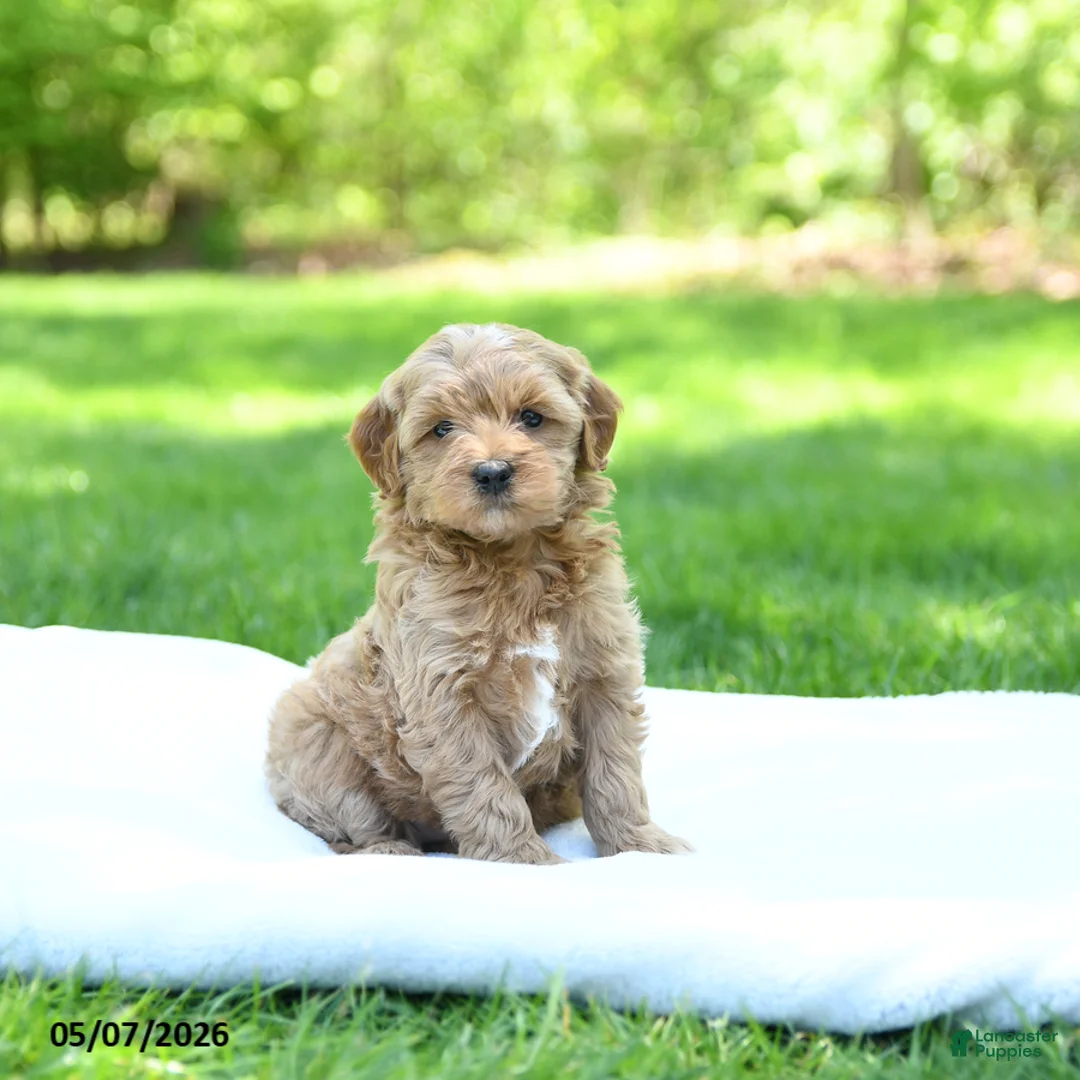 Mini Goldendoodle dogs for sale: Piper - Ad 1