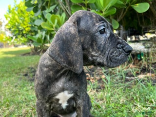 Great Dane dogs Sassy - Ad 5