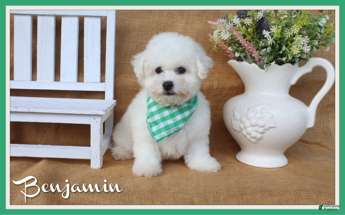 Bichon Frise dogs Benjamin - Ad 1