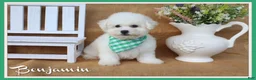 Bichon Frise dogs for sale: Benjamin - Ad 1