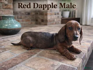 Miniature Dachshund dogs Miniature Dachshund Puppy 1 - Ad 18