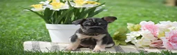 French Bulldog dogs for sale: Vespa - Ad 4