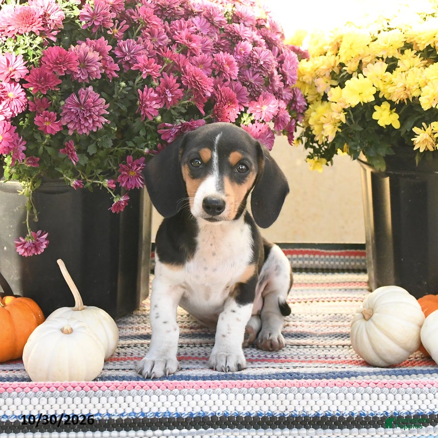 Miniature Dachshund dogs for sale: Katie - Ad 1